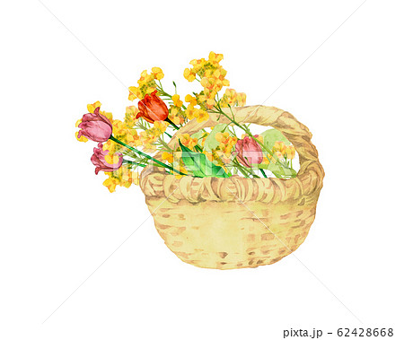 チューリップと菜の花の花籠のイラスト素材