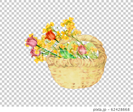 チューリップと菜の花の花籠のイラスト素材