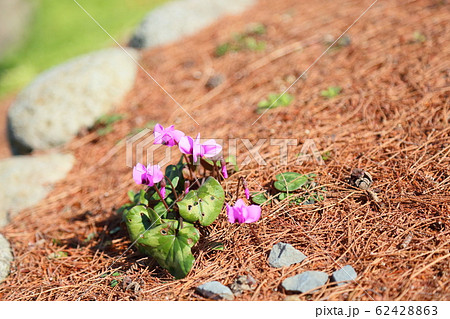シクラメンの花 コウム シクラメンの花 コウム 62428863