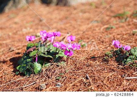 シクラメンの花 コウム シクラメンの花 コウム 62428864