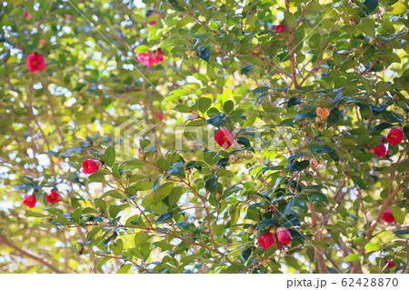 ツバキの花 62428870