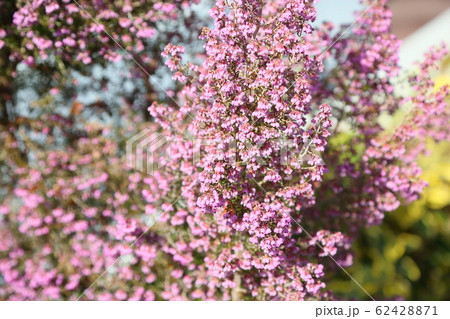 ジャノメエリカの花 62428871