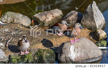 クビワコガモ　動物たち　河辺　自然　晴れ 62428937