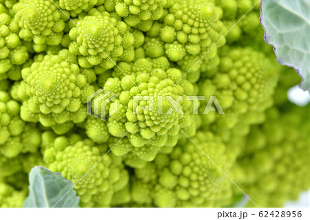 ロマネスコ（野菜）。食材、未加熱の状態です。カリフラワーの一種です。 62428956