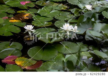 大きく咲く花 小さく咲く花 初夏に咲く花の写真素材