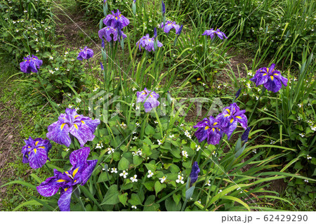 大きく咲く花、小さく咲く花、初夏に咲く花 62429290