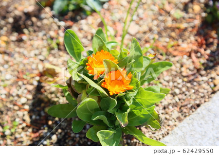 キンセンカの花 62429550