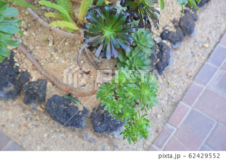 サボテンの花　黒法師 62429552