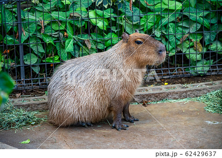 カピバラ 動物 自然 かわいいの写真素材