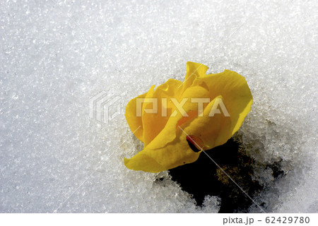 雪おも溶かすパンジーの生命力の写真素材