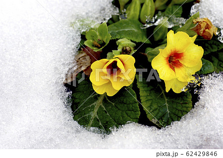 雪おも溶かすプリムラの生命力の写真素材