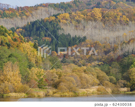 湖畔の紅葉の森 62430038