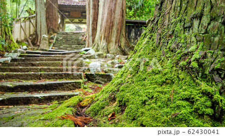 佐渡、清水寺参道の大杉を覆うコケ 佐渡、清水寺参道の大杉を覆うコケ 62430041