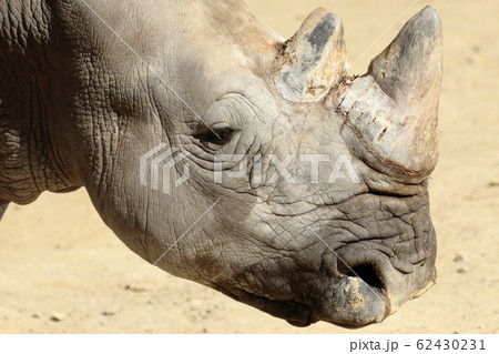 ミナミシロサイの角 ミナミシロサイの角 62430231