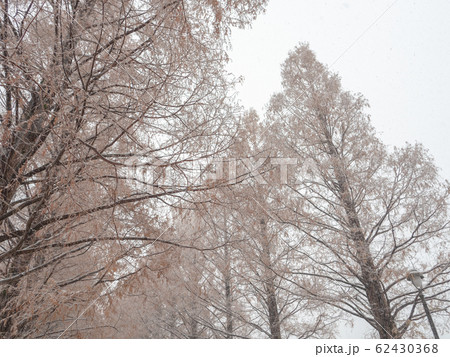 異常気象 紅葉と雪景色 62430368