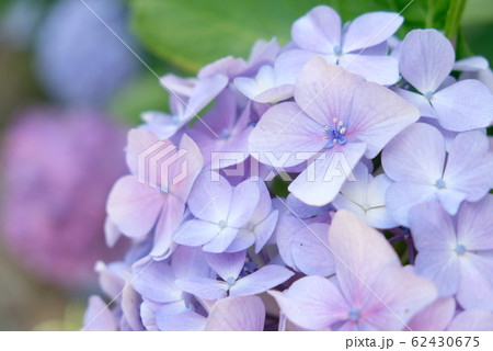 紫陽花 62430675