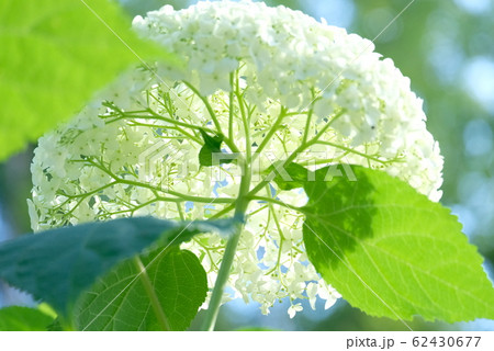 紫陽花 紫陽花 62430677