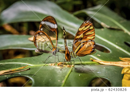 groups of butterflies of the ithomiinae family 62430826