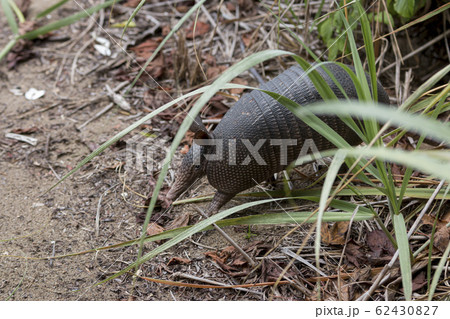 Nine-banded armadillo, Dasypus novemcinctus in Nine-banded armadillo, Dasypus novemcinctus in 62430827
