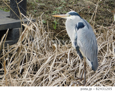 オオアオサギ 62431205