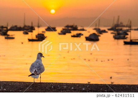 Seagull on waterfront of Arabian Sea on sunrise. 62431511