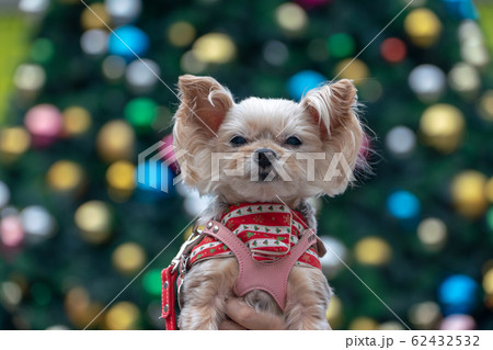 わんことクリスマスツリー 62432532