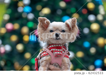 わんことクリスマスツリー わんことクリスマスツリー 62432533