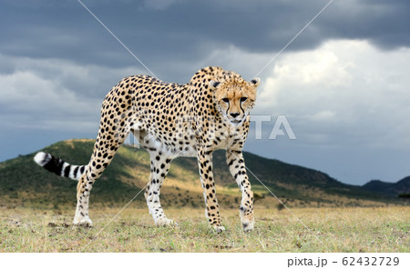 Wild african cheetah, beautiful mammal animal Wild african cheetah, beautiful mammal animal 62432729