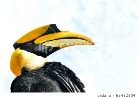 The great hornbill is found in the Indian subcontinent and Southeast Asia. The most prominent feature of the hornbill is the bright yellow and black casque on top of its massive bill. The great hornbill is found in the Indian subcontinent and Southeast Asia. The most prominent feature of the hornbill is the bright yellow and black casque on top of its massive bill. 62432804