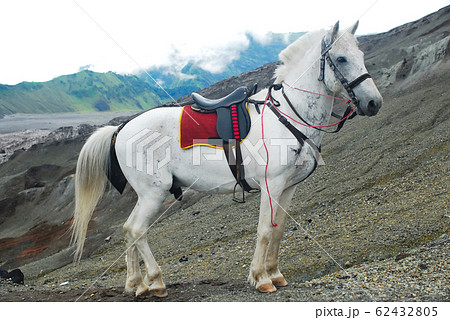 Horses for tourist services at Bromo volcano, Tengger National Park, Indonesia. It takes tourists to see the peak. Horses for tourist services at Bromo volcano, Tengger National Park, Indonesia. It takes tourists to see the peak. 62432805