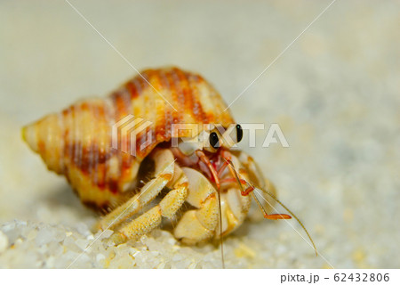Hermit crabs strolling on the white sand beach,at Ko Adang, Satun province, Thailand. 62432806