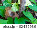 Bird nest 62432936