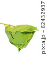 Ants Nest 62432937