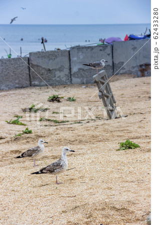 seagulls on wild sea beach seagulls on wild sea beach 62433280