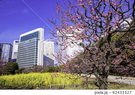 （東京都）梅と菜の花咲く、浜離宮恩賜庭園と高層ビル群 62433327