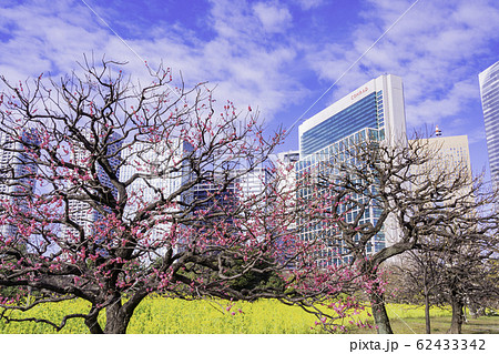 (東京都)梅と菜の花咲く、浜離宮恩賜庭園と高層ビル群 (東京都)梅と菜の花咲く、浜離宮恩賜庭園と高層ビル群 62433342