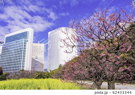 （東京都）梅と菜の花咲く、浜離宮恩賜庭園と高層ビル群 62433344