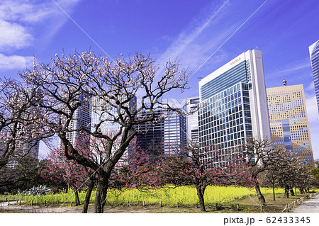 （東京都）梅と菜の花咲く、浜離宮恩賜庭園と高層ビル群 62433345