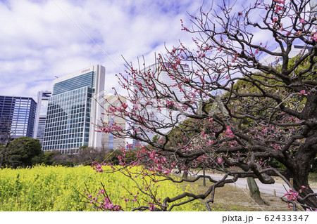 （東京都）梅と菜の花咲く、浜離宮恩賜庭園と高層ビル群 62433347