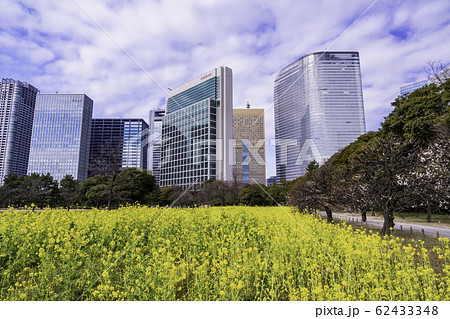 (東京都)梅と菜の花咲く、浜離宮恩賜庭園と高層ビル群 (東京都)梅と菜の花咲く、浜離宮恩賜庭園と高層ビル群 62433348