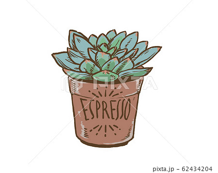 多肉植物エケベリア 62434204