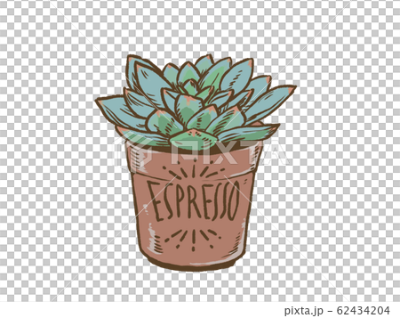 多肉植物エケベリア 62434204