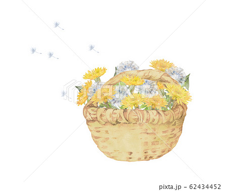 タンポポと綿毛の花籠 タンポポと綿毛の花籠 62434452