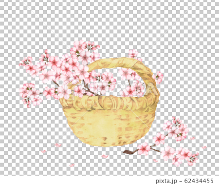 サクラの花籠 サクラの花籠 62434455