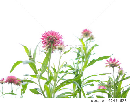 ピンクの花 白背景 ピンクの花 白背景 62434623