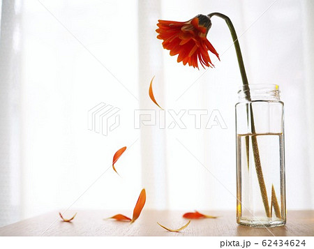 花びらが散っているオレンジ色のガーベラの写真素材