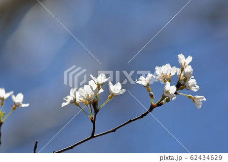 台湾 桜 さくら 62434629