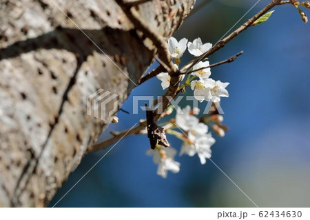 台湾 桜 さくら 62434630