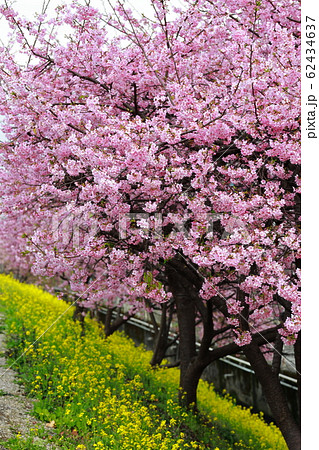 河津桜 河津桜 62434637
