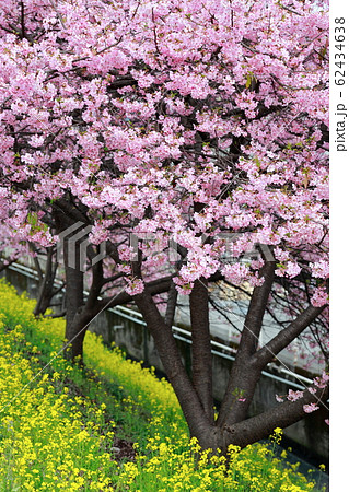 河津桜 河津桜 62434638